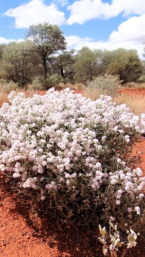 Wildflowers, Sandstone, WA.